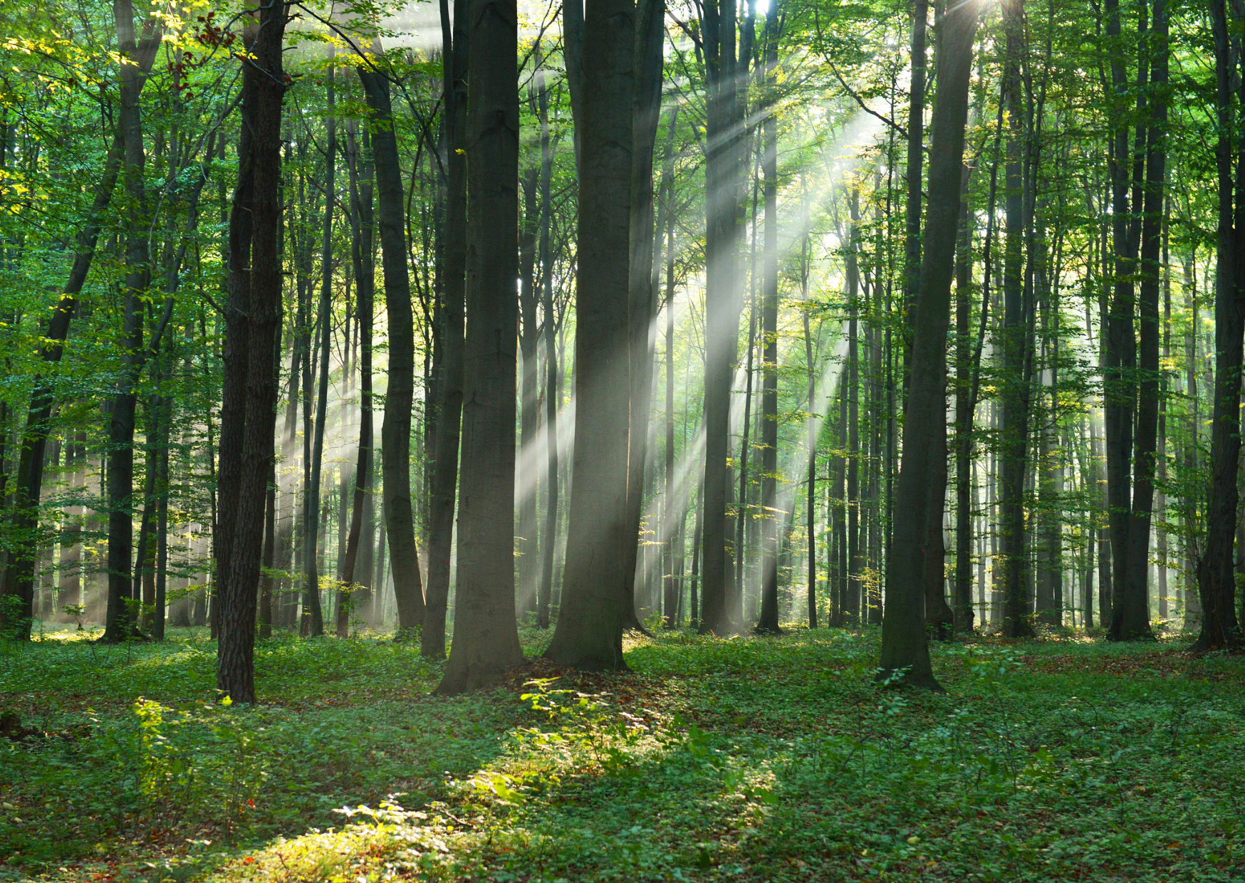Nadzór starosty nad gospodarką leśną w lasach niestanowiących własności Skarbu Państwa - bezpłatne szkolenia