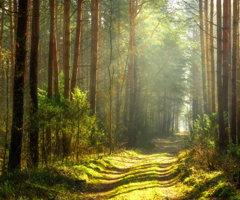 Związek Powiatów Polskich zgłasza uwagi do projektu nowelizacji ustawy o lasach