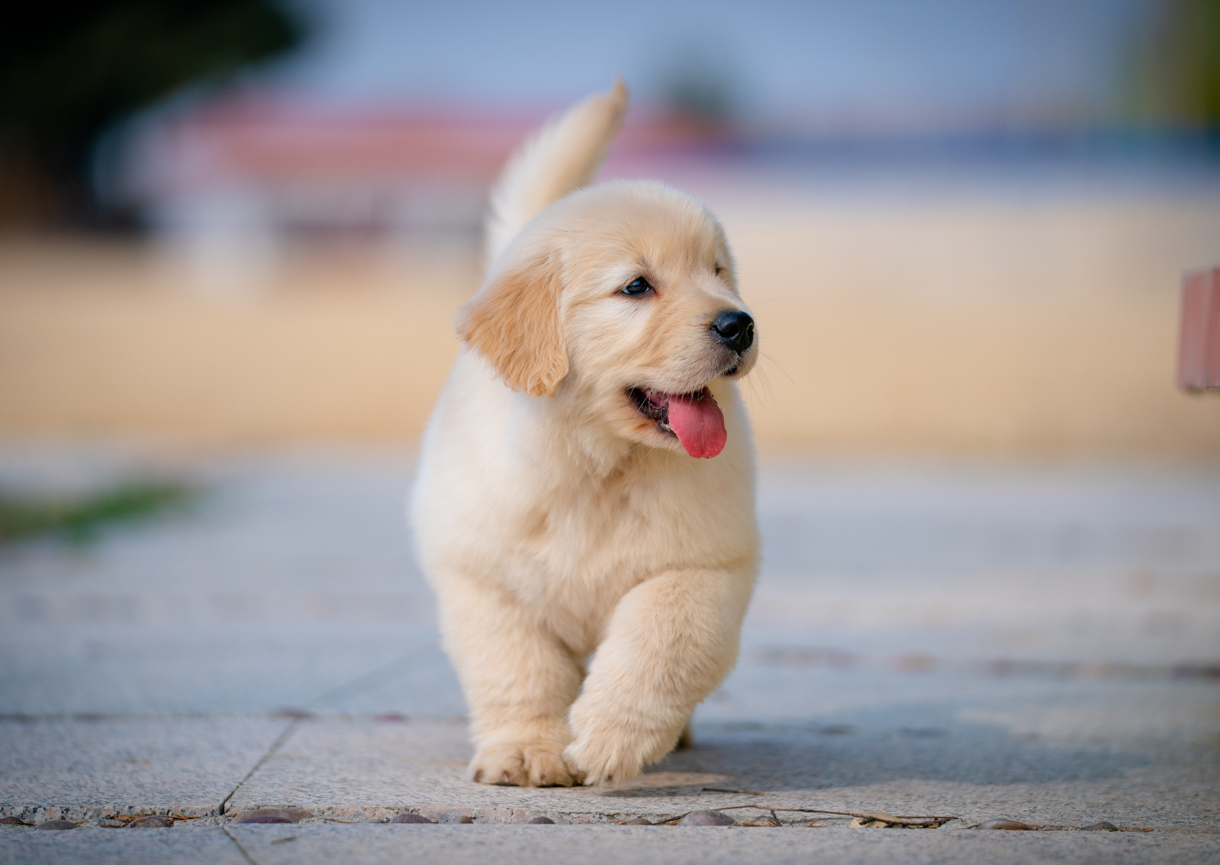 ZPP negatywnie ocenia projekt likwidacji opłaty od posiadania psów